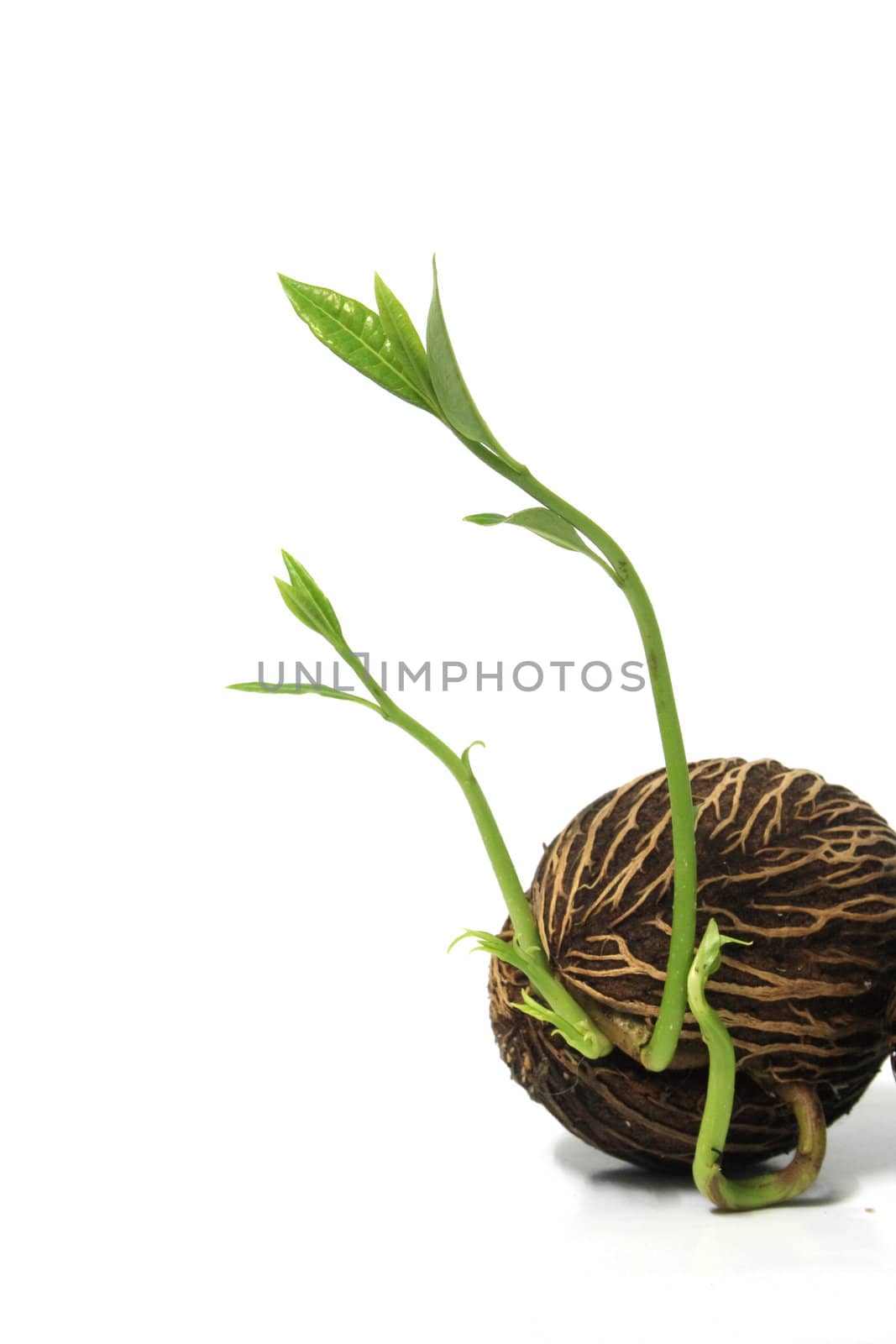 Grow seed on white background