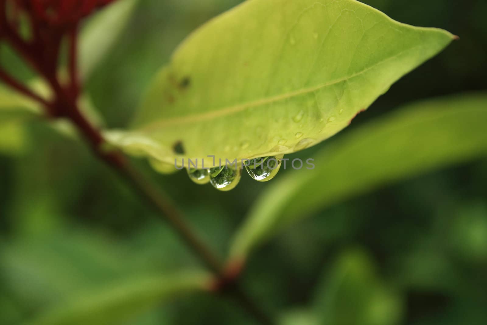 Water drops on a leaf