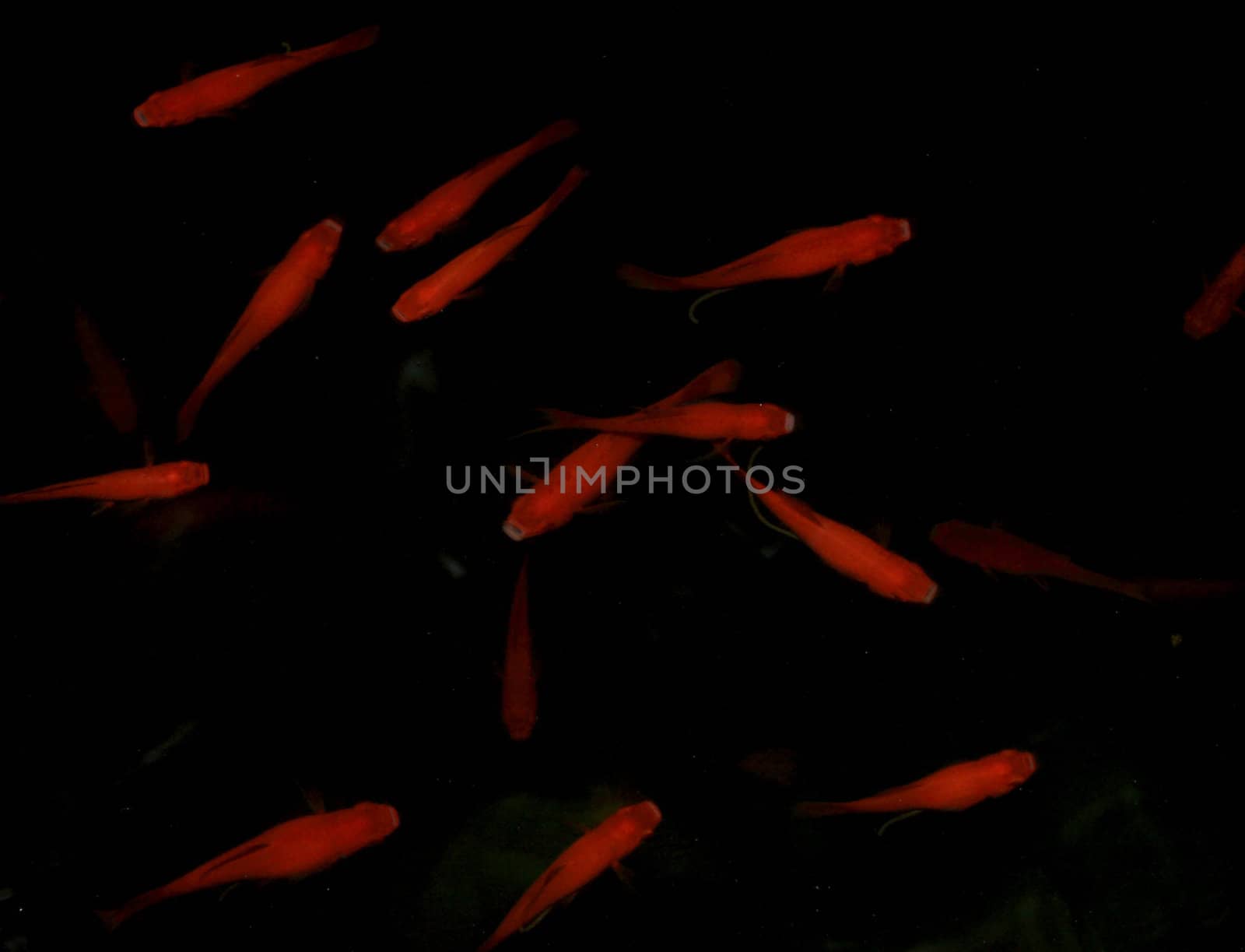 fish in a crowded surface aerial view