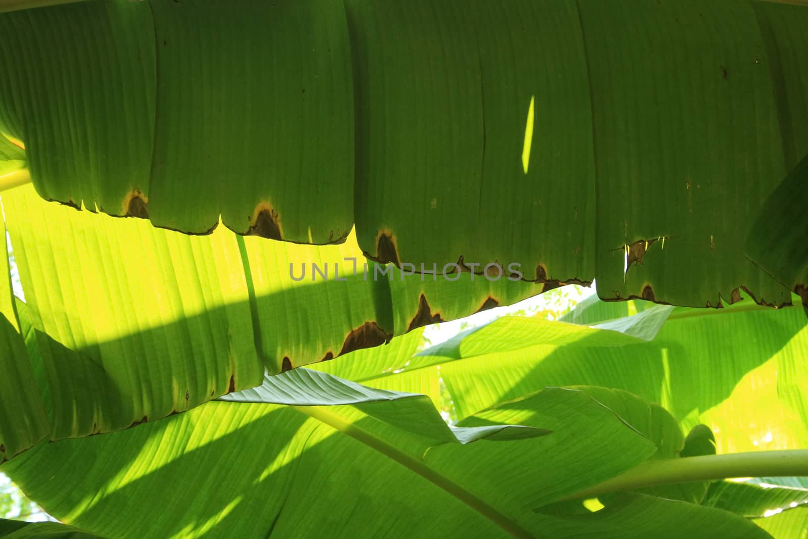 Banana leaf by liewluck