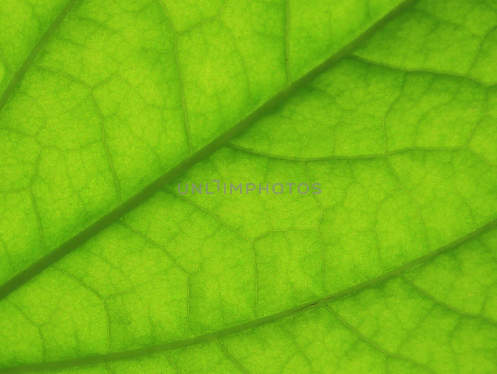 A green leaf background with lines
