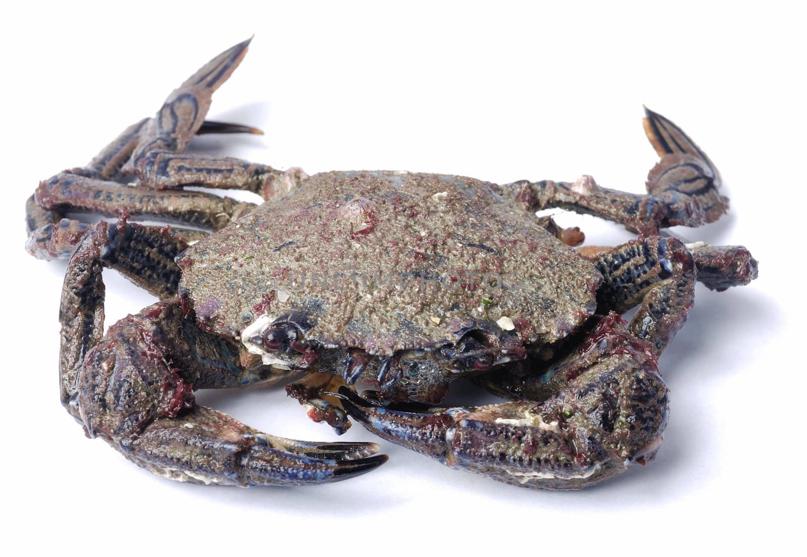 Velvet swimming crab