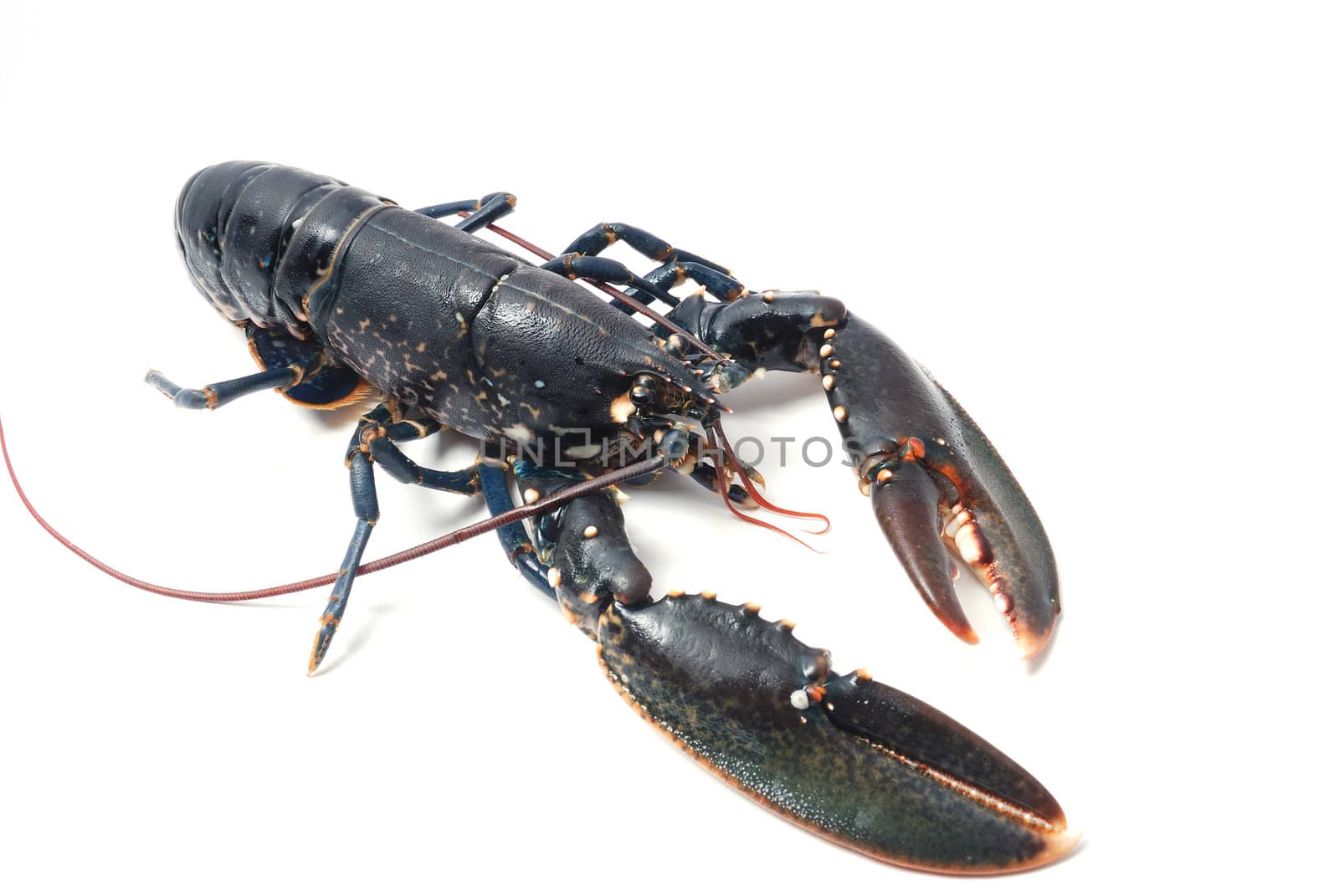 Breton lobster