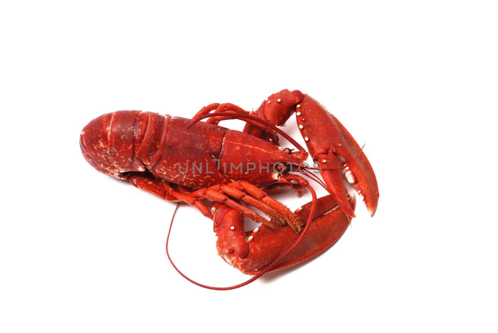 Breton lobster