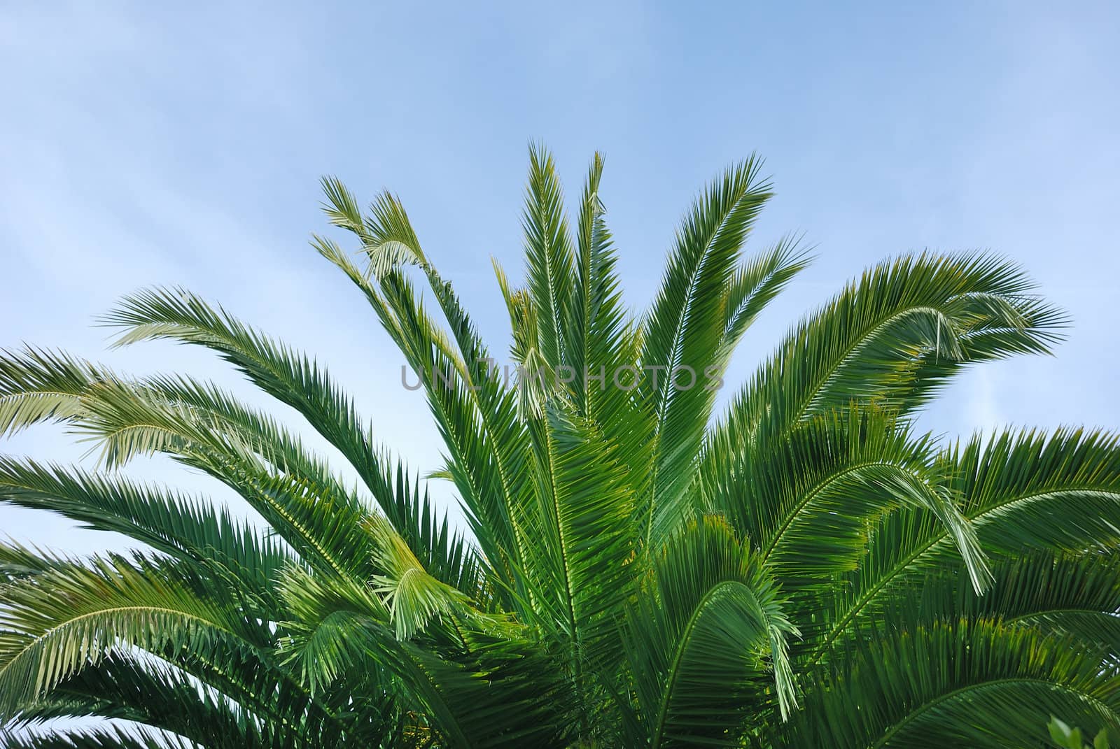  Palm Tree