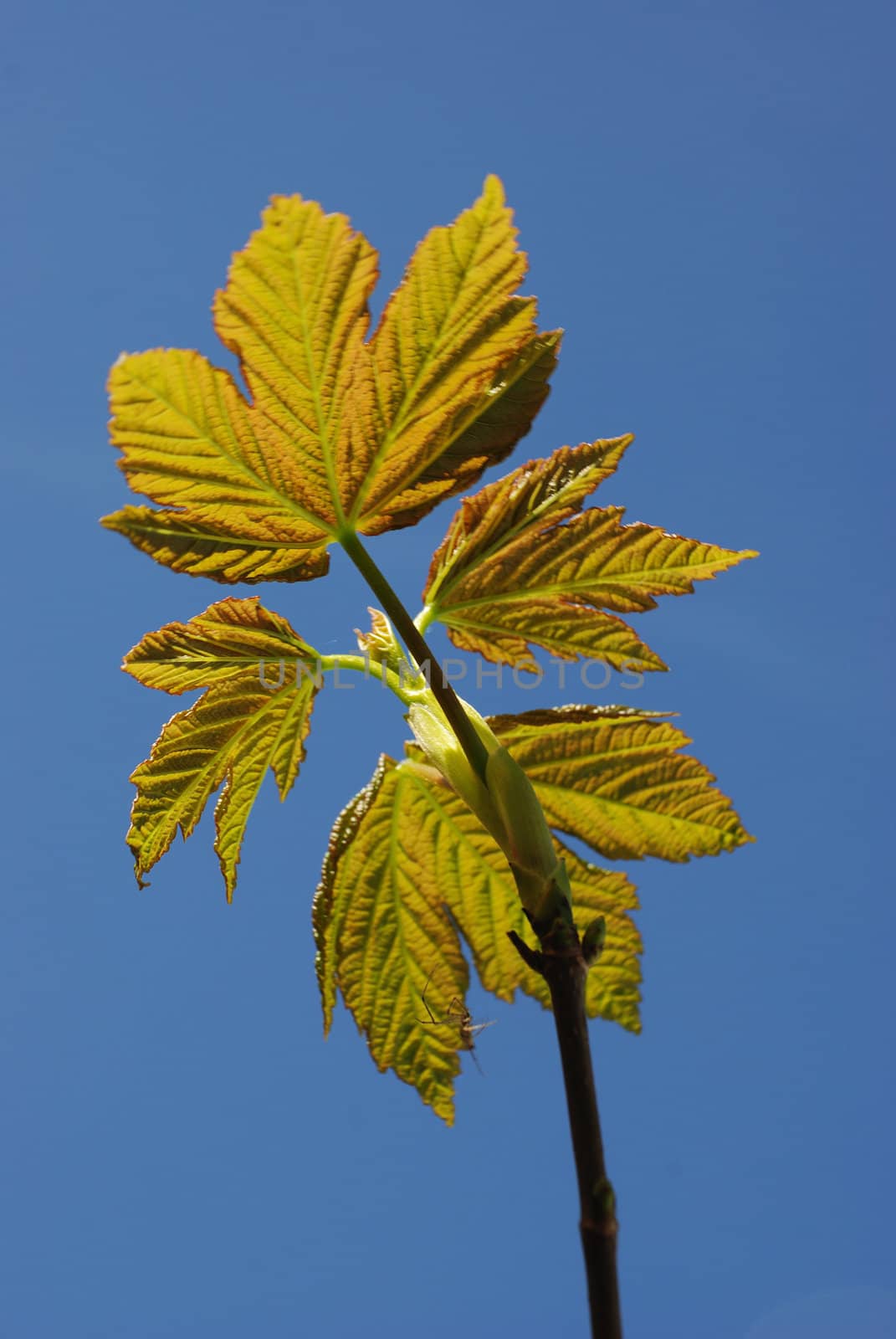 Maple in spring