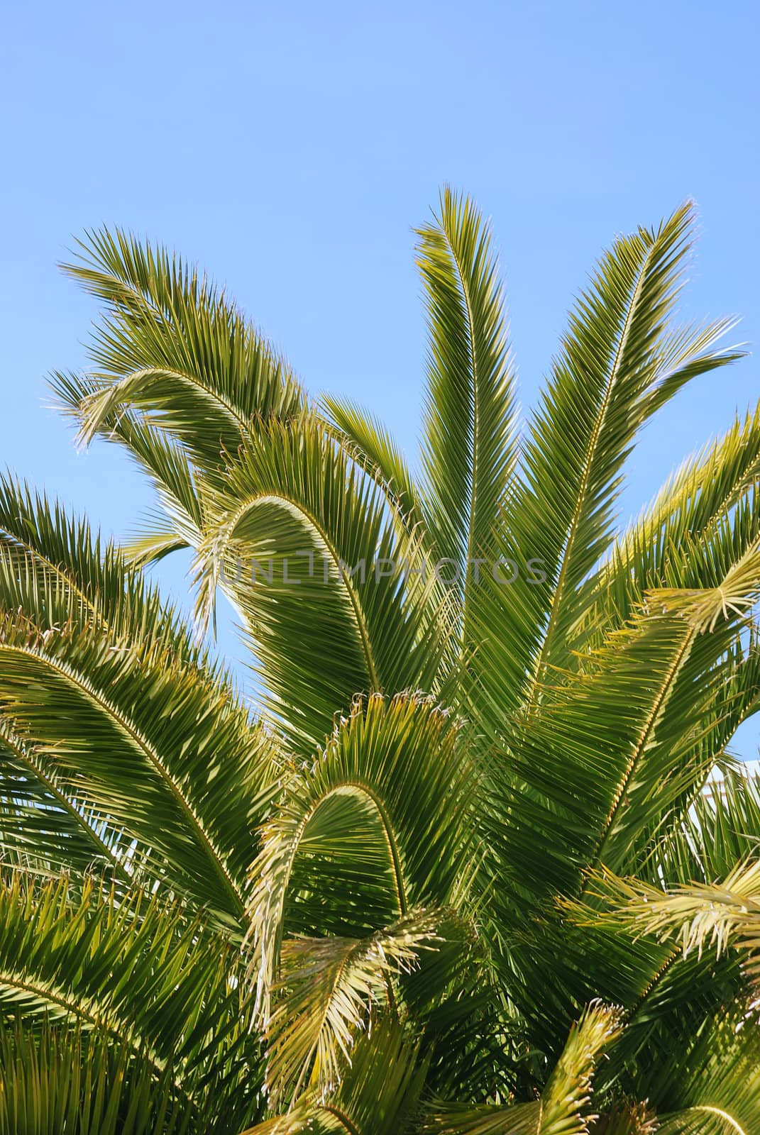  Palm Tree