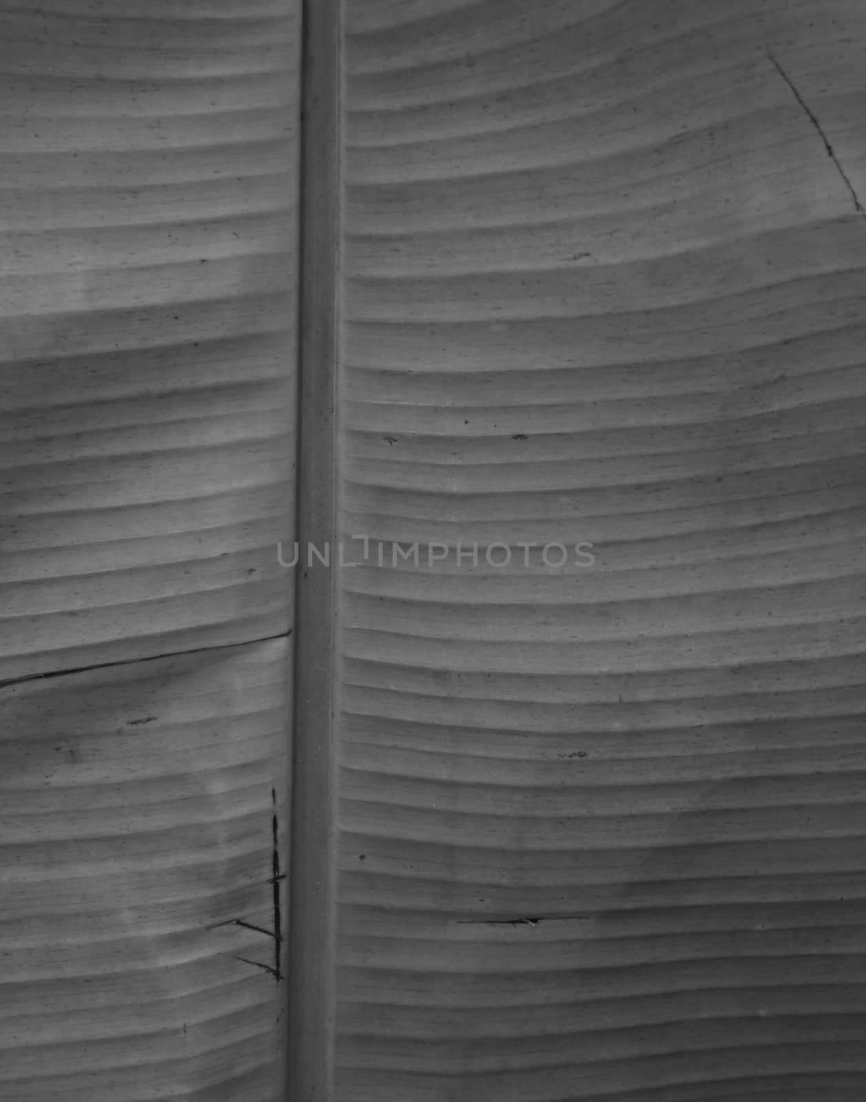 banana leaf background with lines