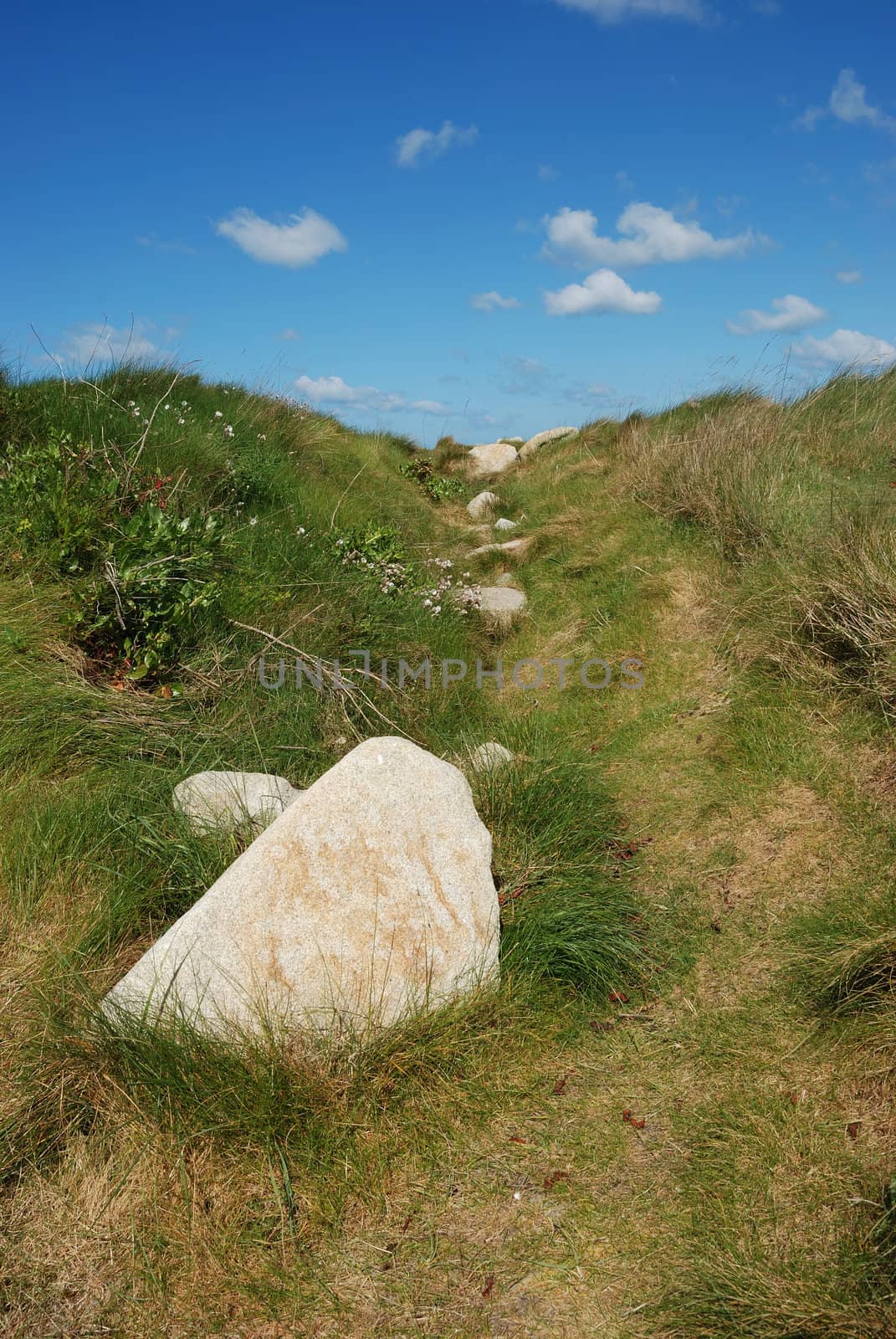 Dune with flowers and marram grass