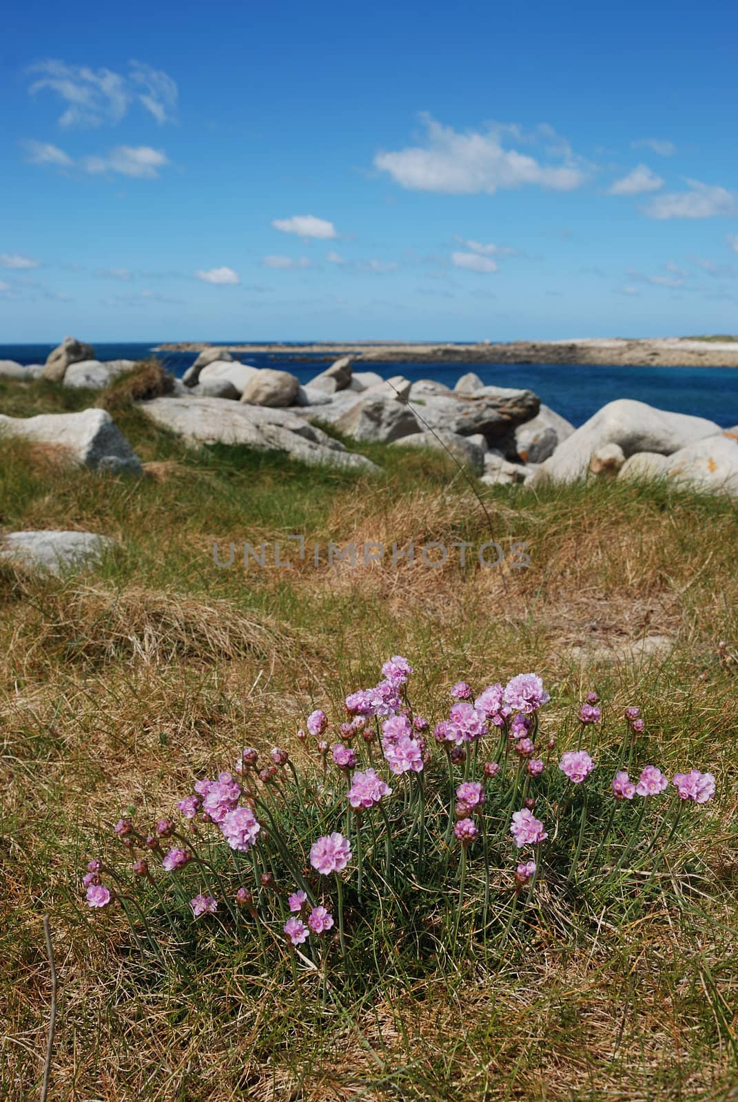 Armeria maritima pink sea growing on a dune