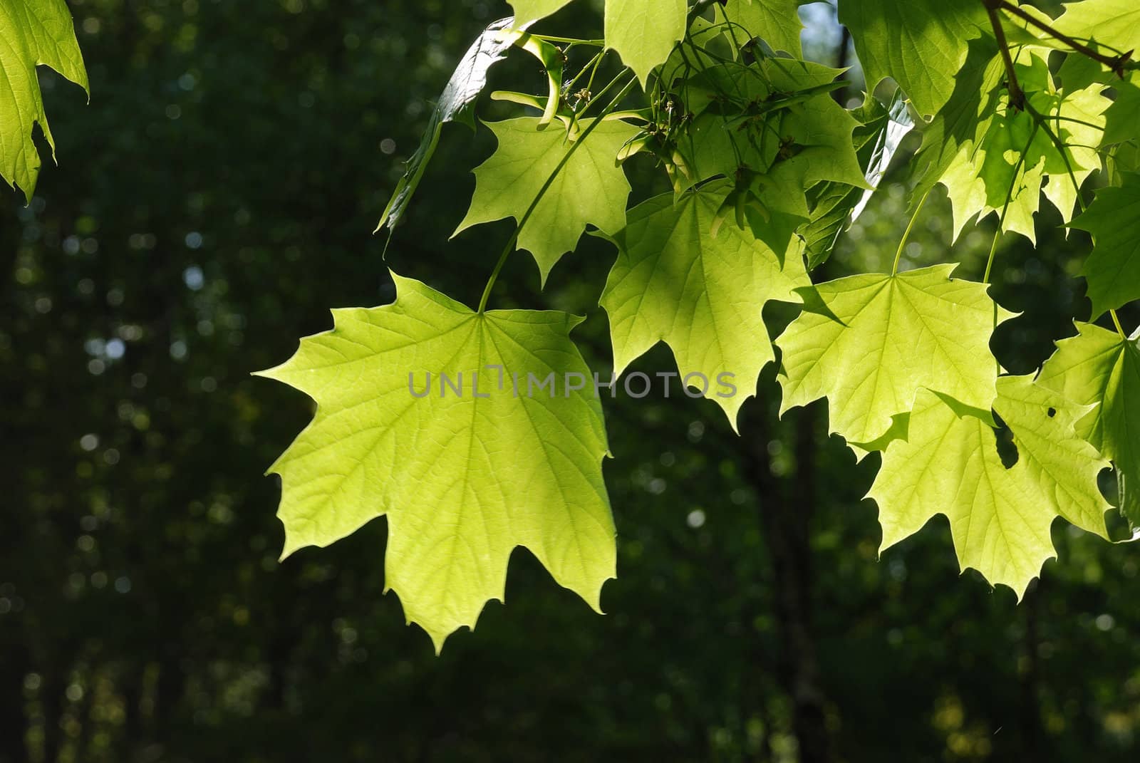 Plane tree
