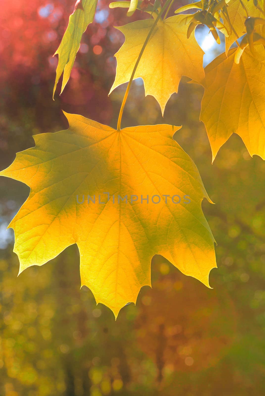 Plane tree