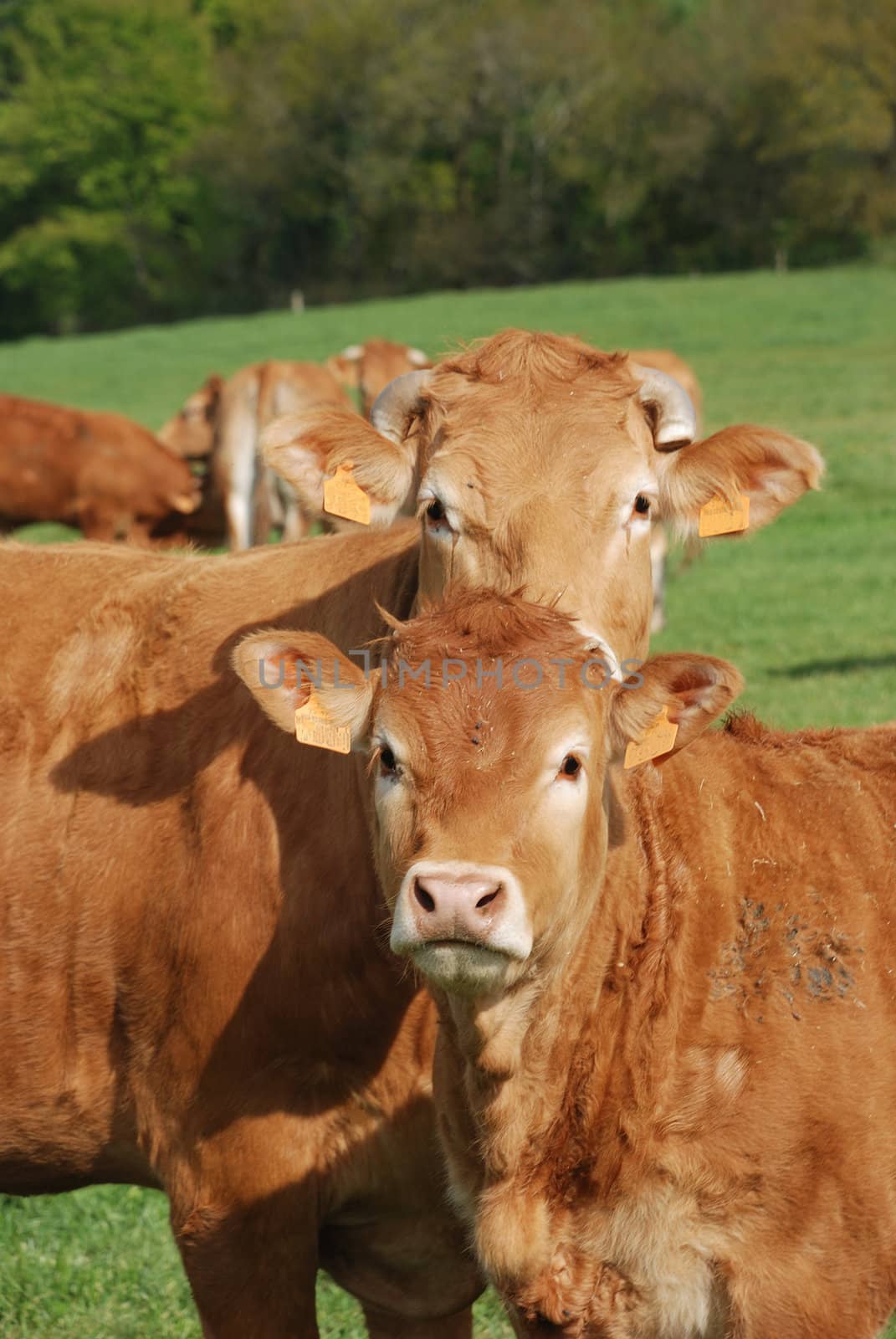 Cows in meadows