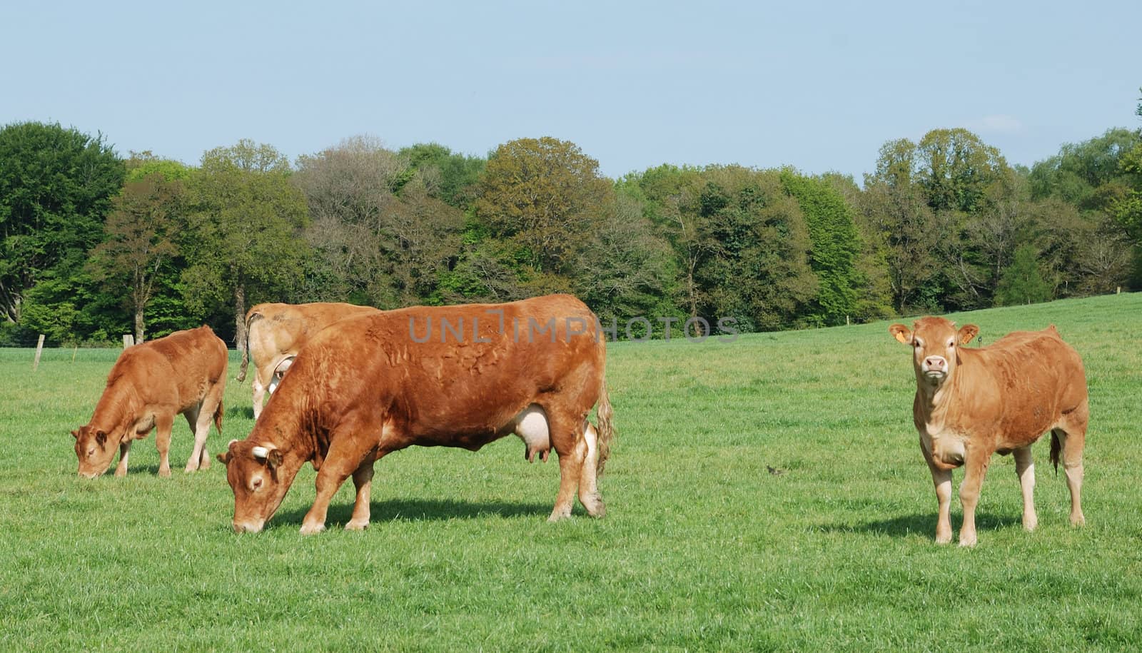 Cows in meadows