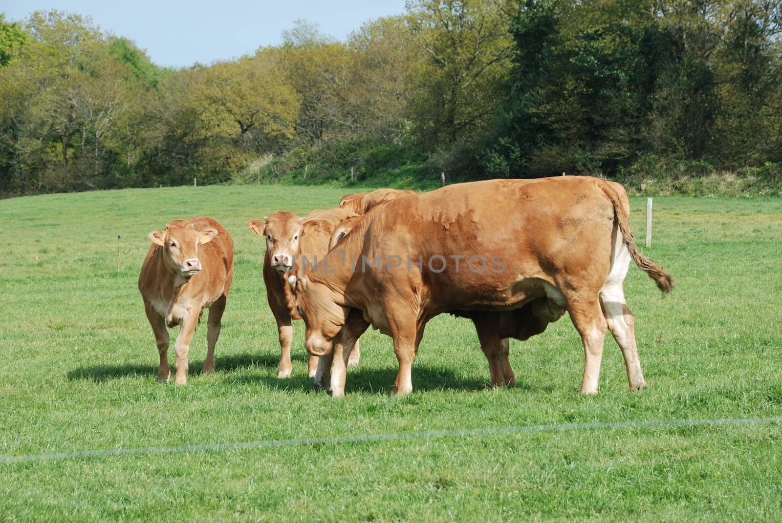 Cows in meadows