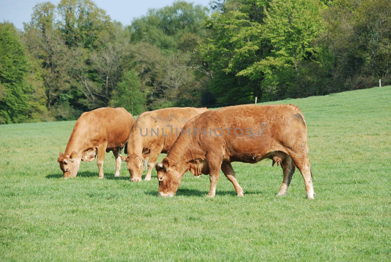 Cows in meadows