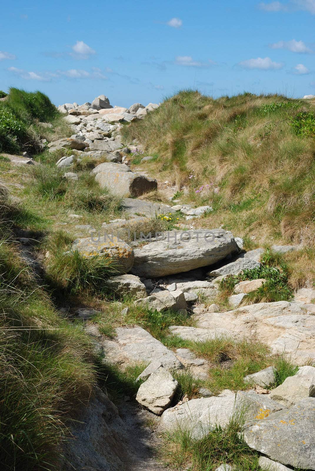 Dune with flowers and marram grass