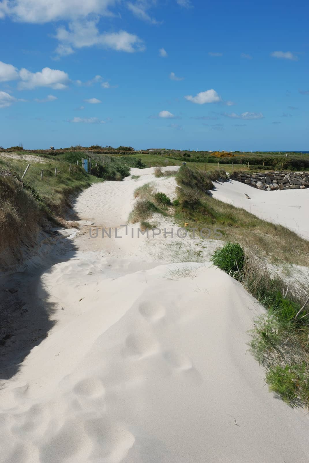 Dune with flowers and marram grass