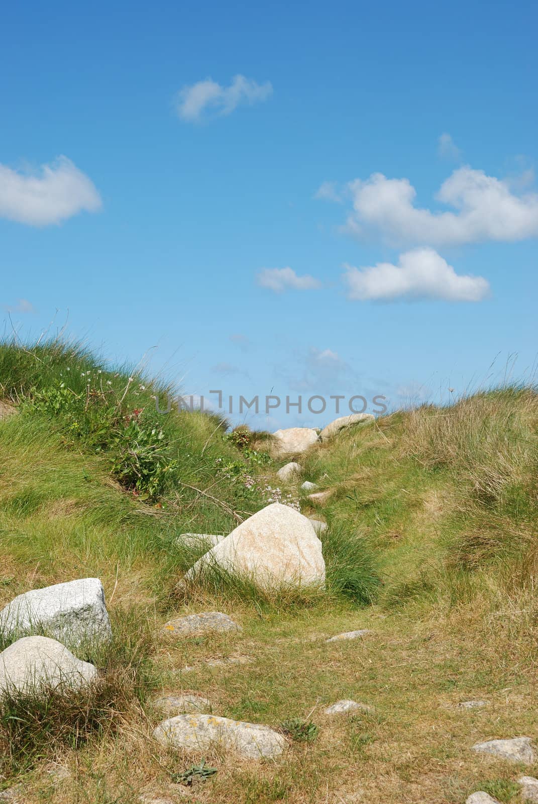 Dune with flowers and marram grass