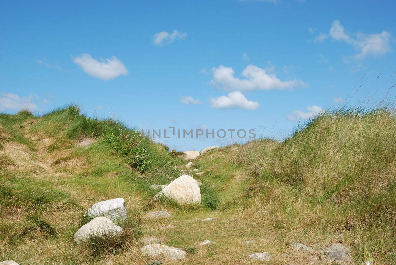 Dune with flowers and marram grass