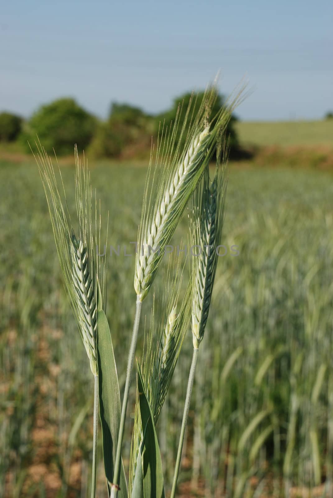 A field of  barley.