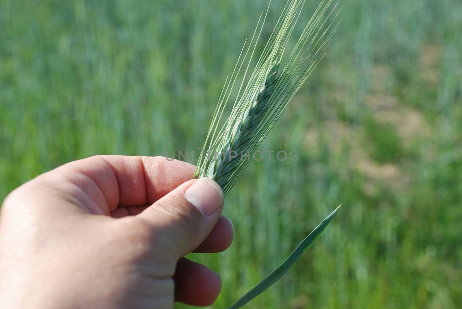 Ear of barle