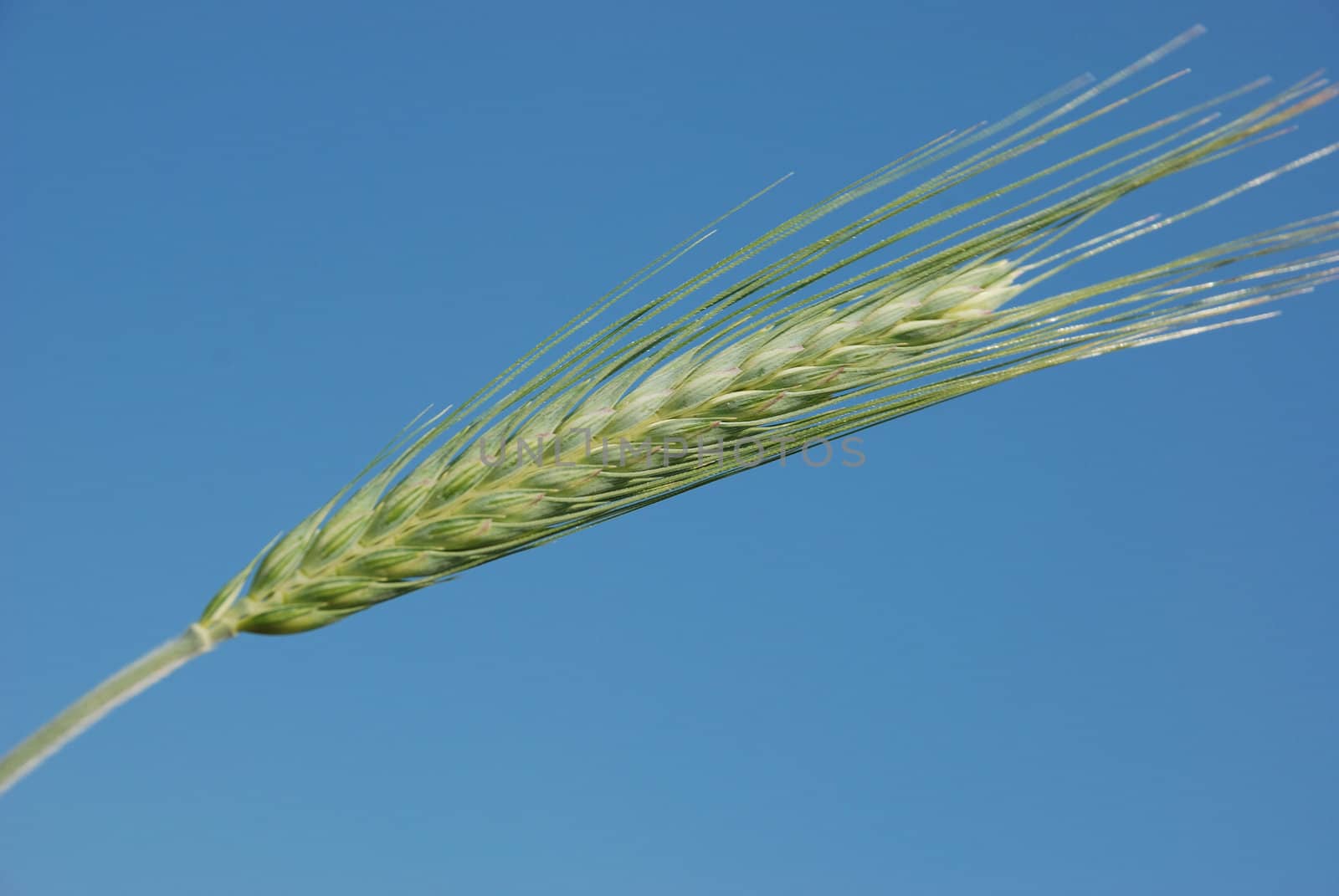 Ear of barle