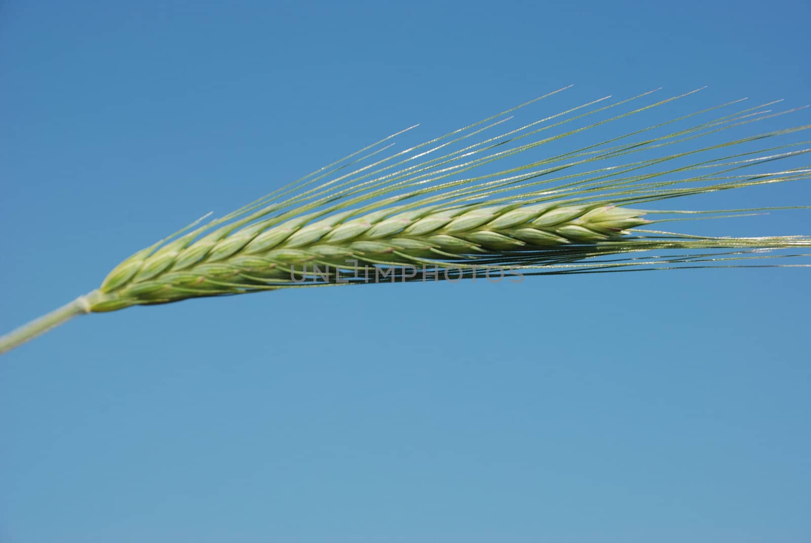A field of  barley.