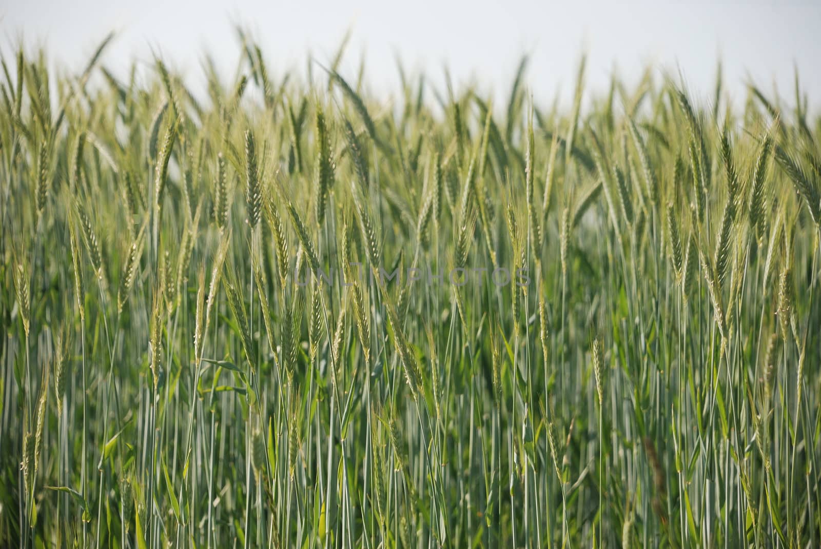 A field of  barley.