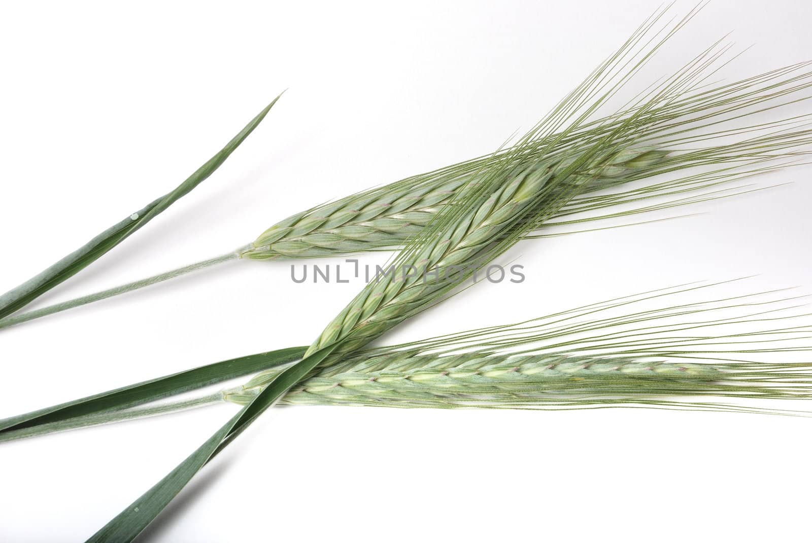Barley.