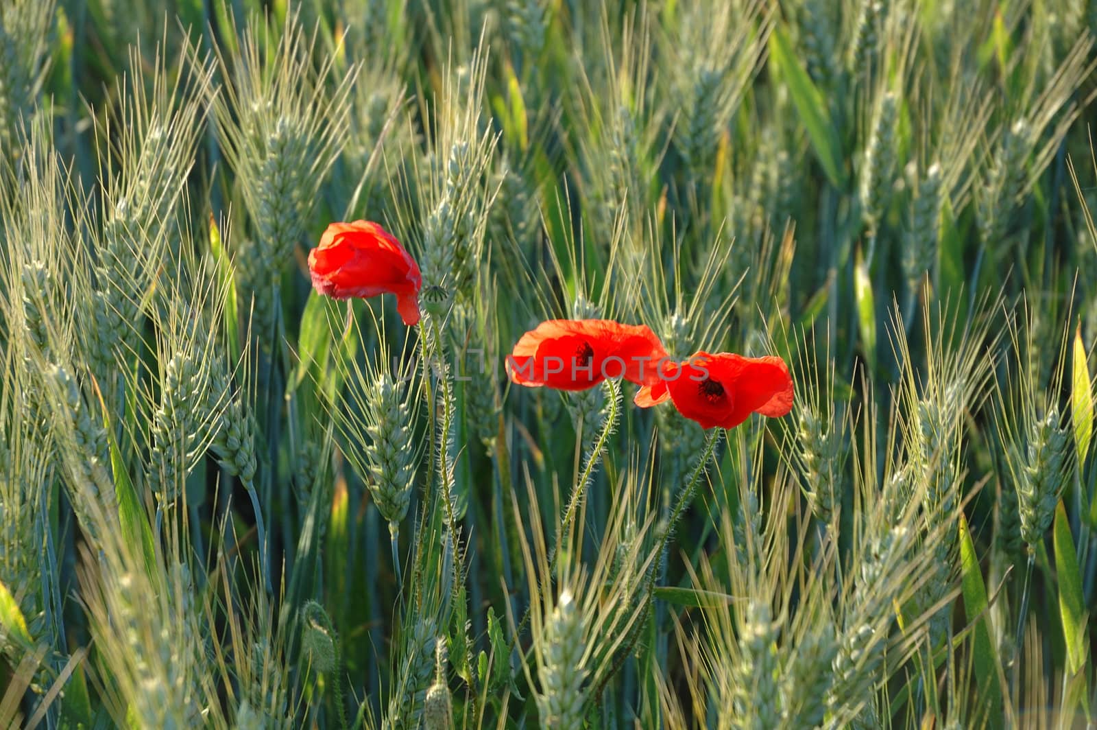 Wheat and Poppies