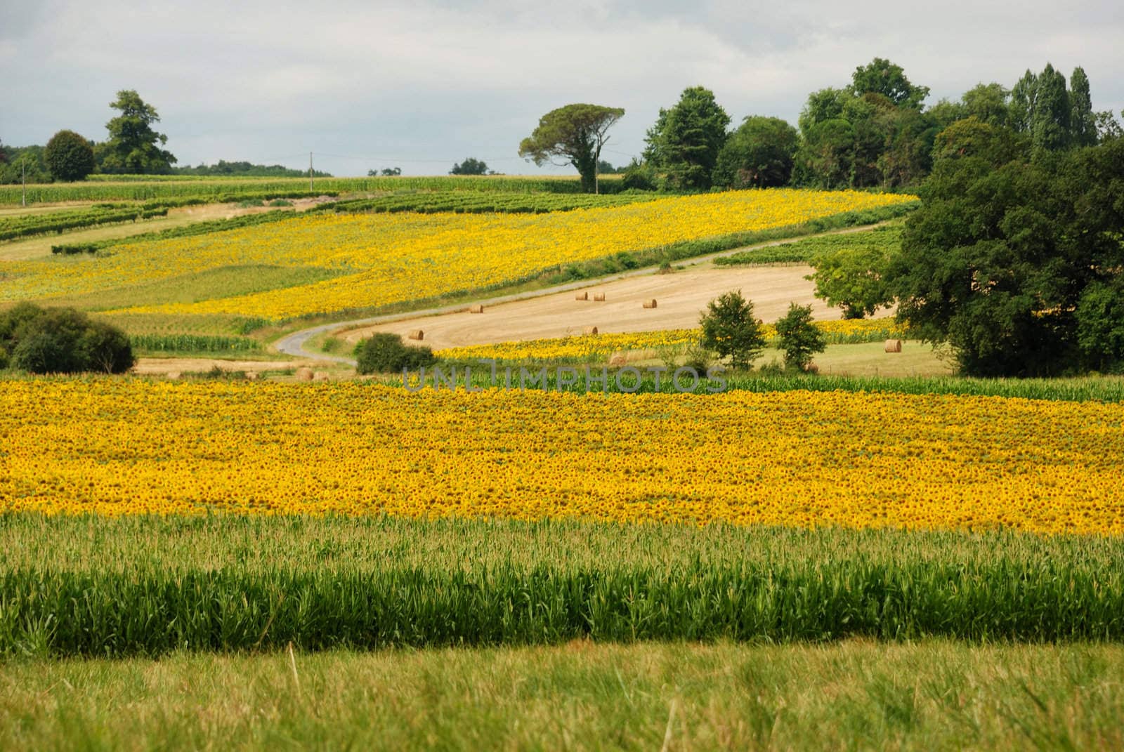 Sun-flowers fields