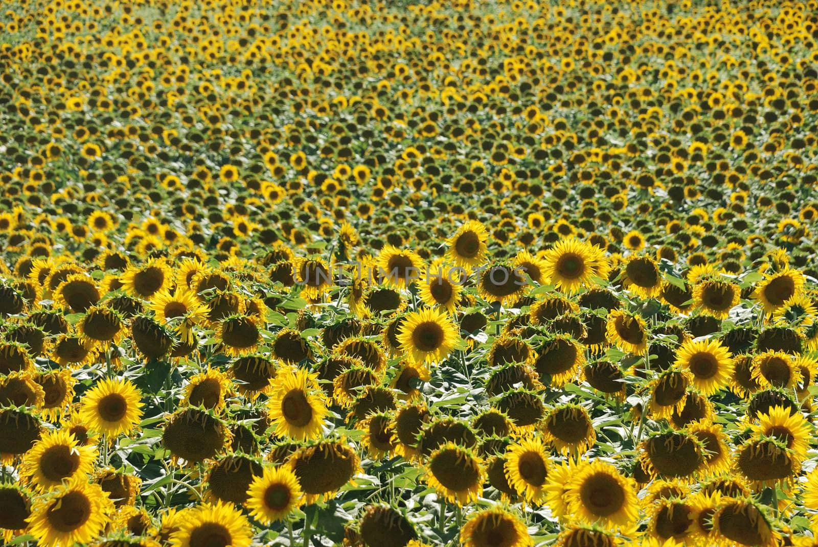 sun flower field 