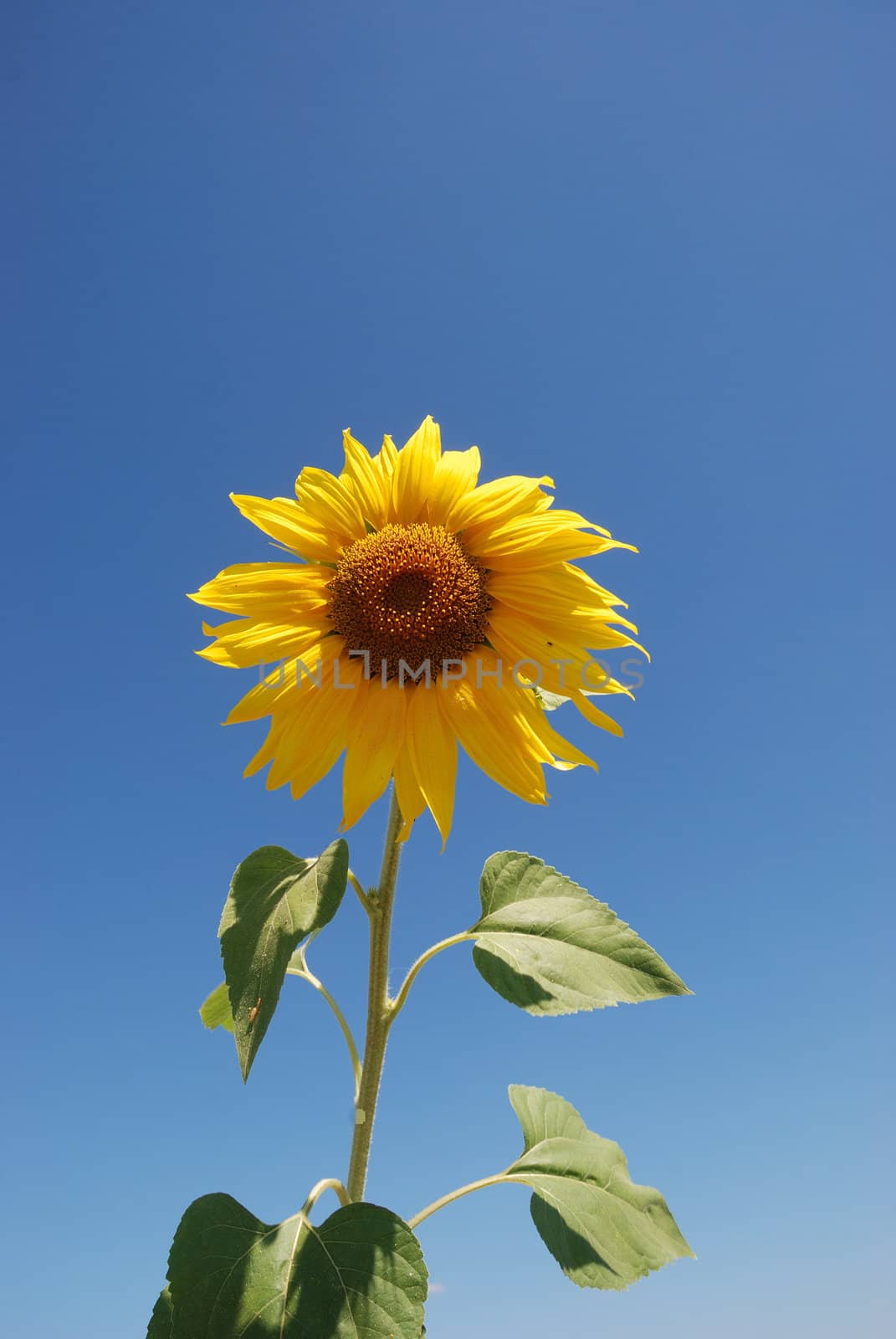 sun flower field 