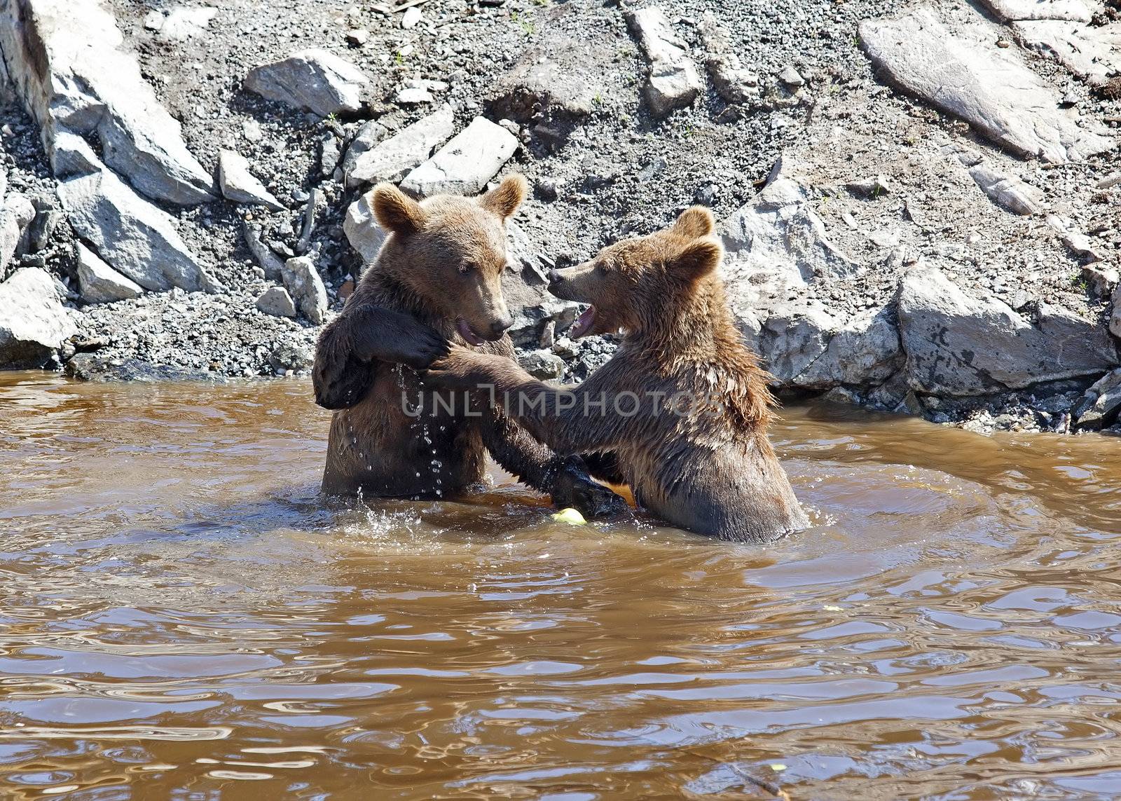 Two bears playing in the Norwegian waters