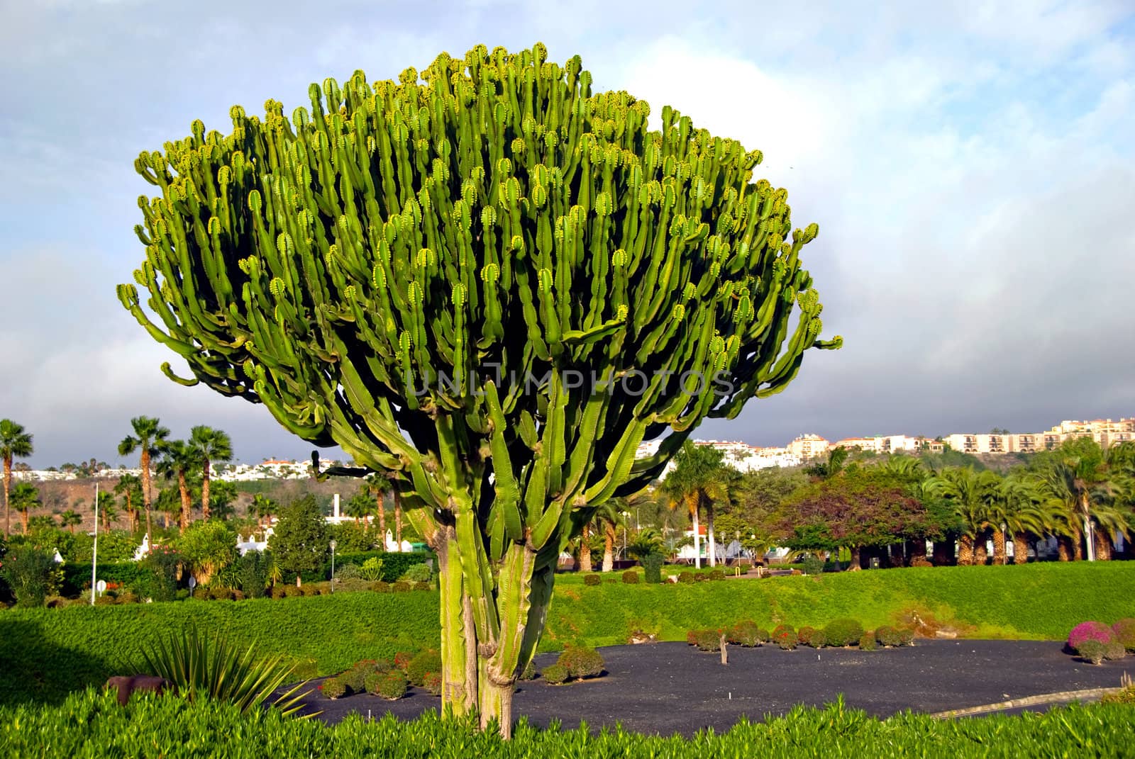 Euphorbia Cactus by d40xboy