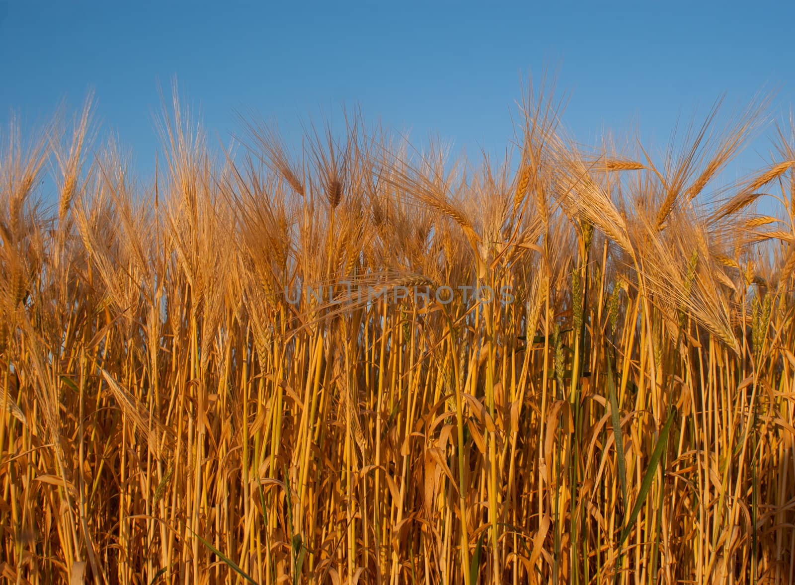 Wheat ear against blue sky
