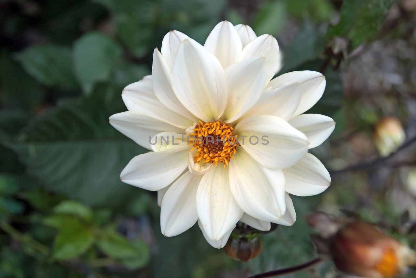 A Closeup of a White Dahlia Flower
