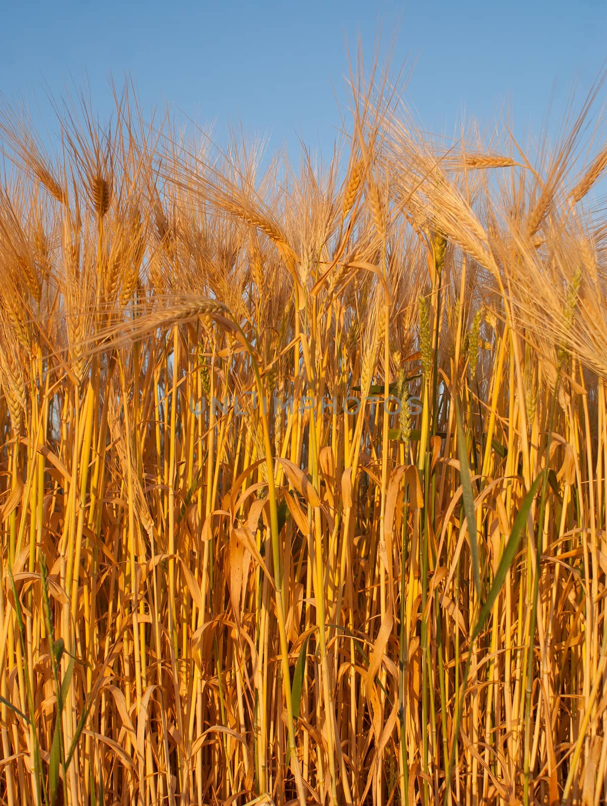 Wheat ear against blue sky by AndreyKr
