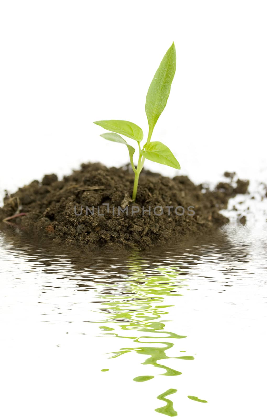 growing new green plant with water reflection isolated on white background