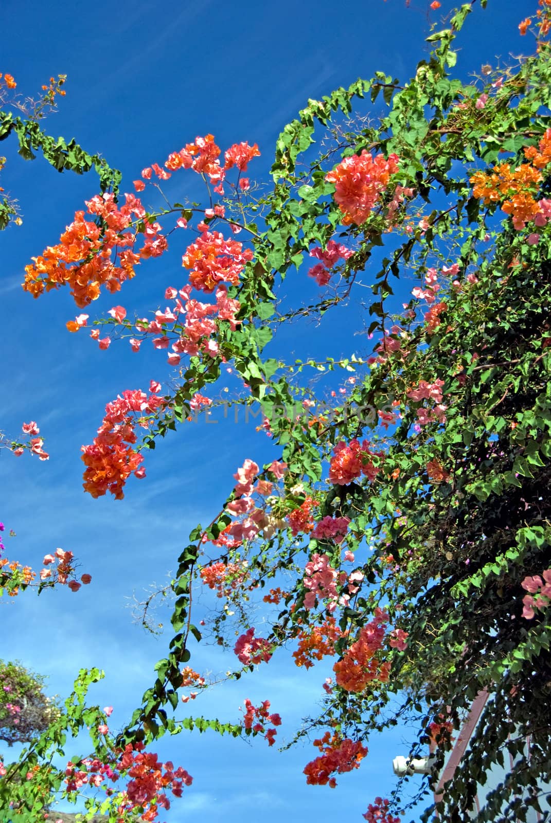 Bougainvillea by d40xboy