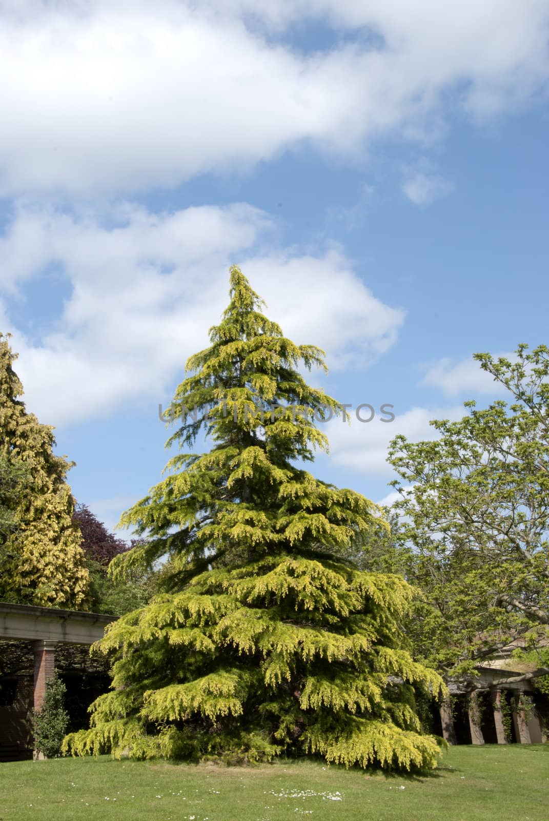 A Beautiful Conifer under a blue sky in an English Park