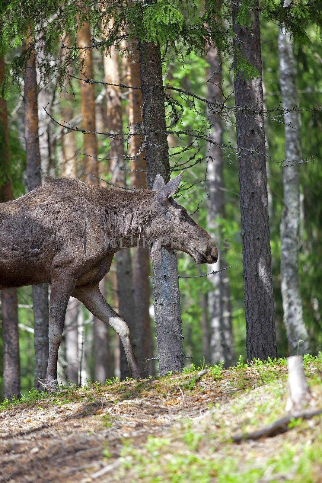 Norwegian Moose by kjorgen