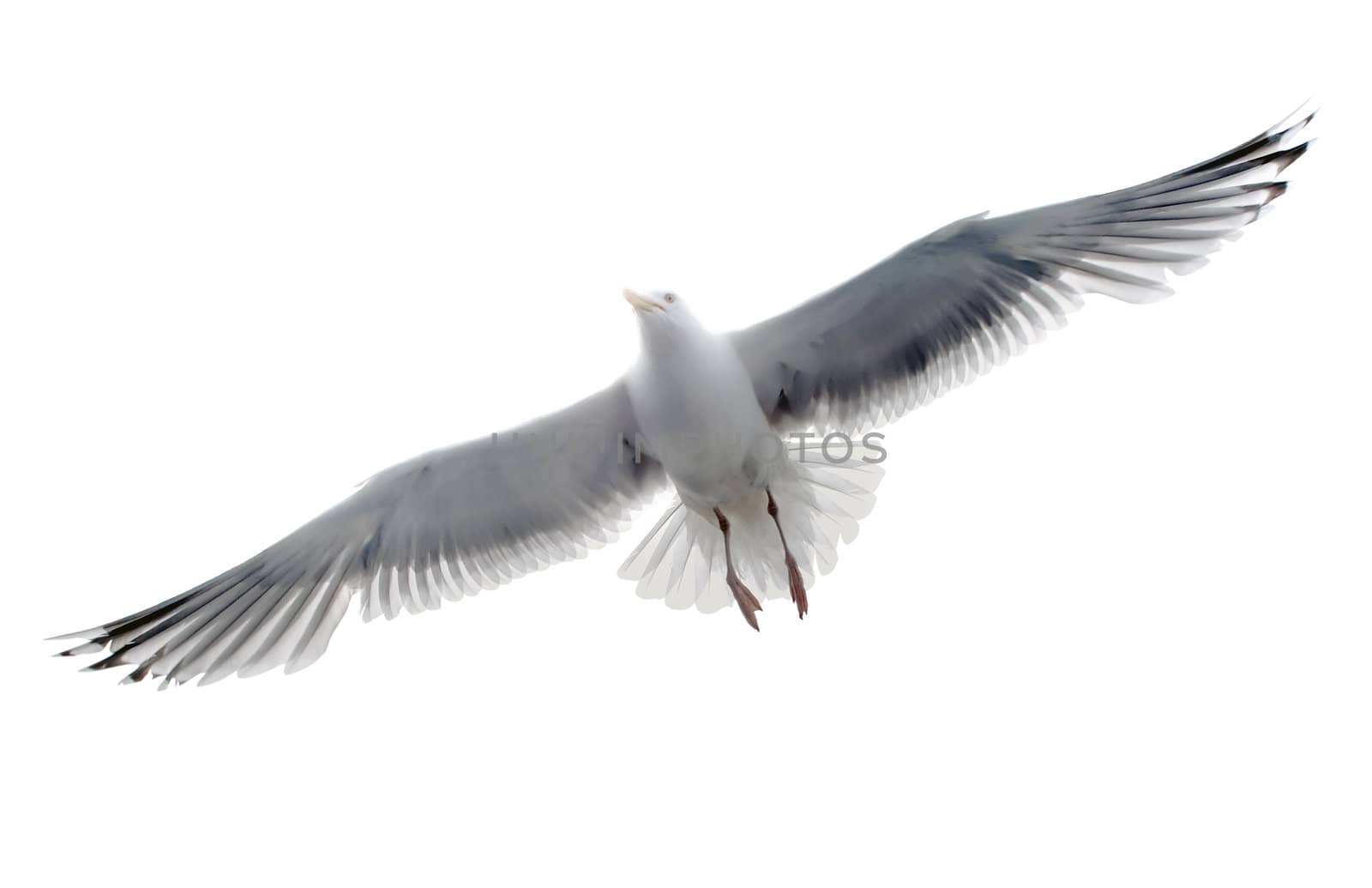 Isolated seagull on the white background by BIG_TAU