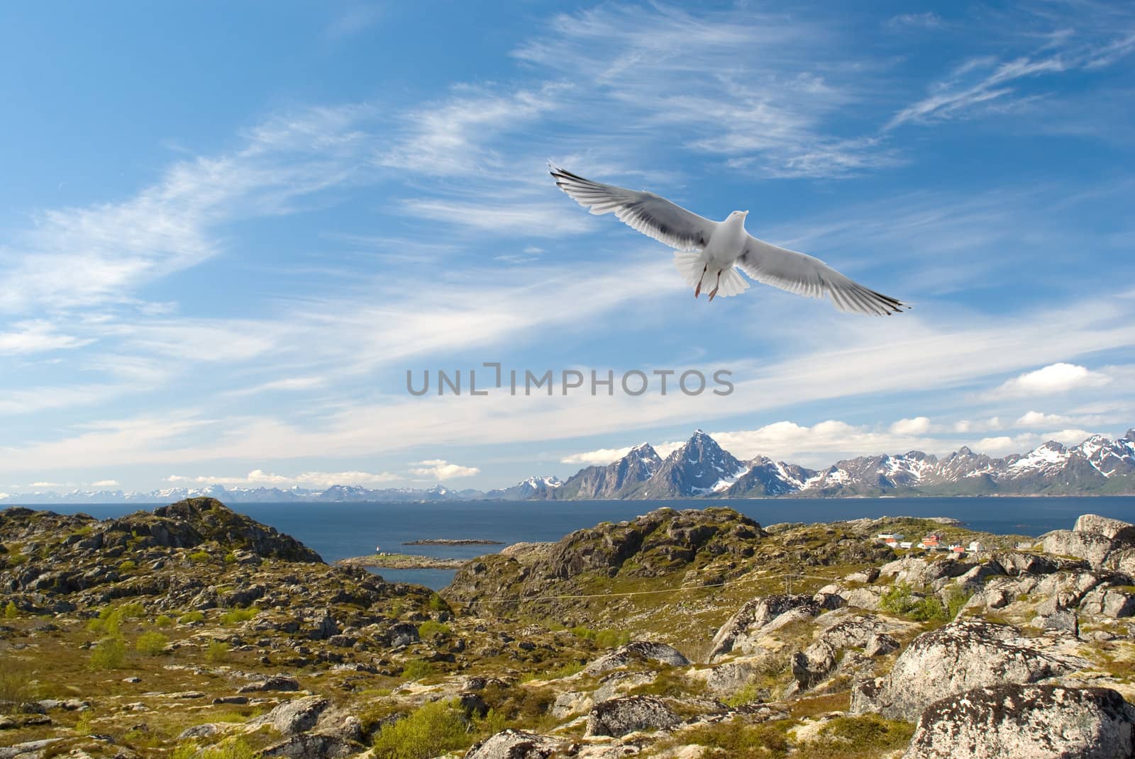 Gull over the Norwegian island