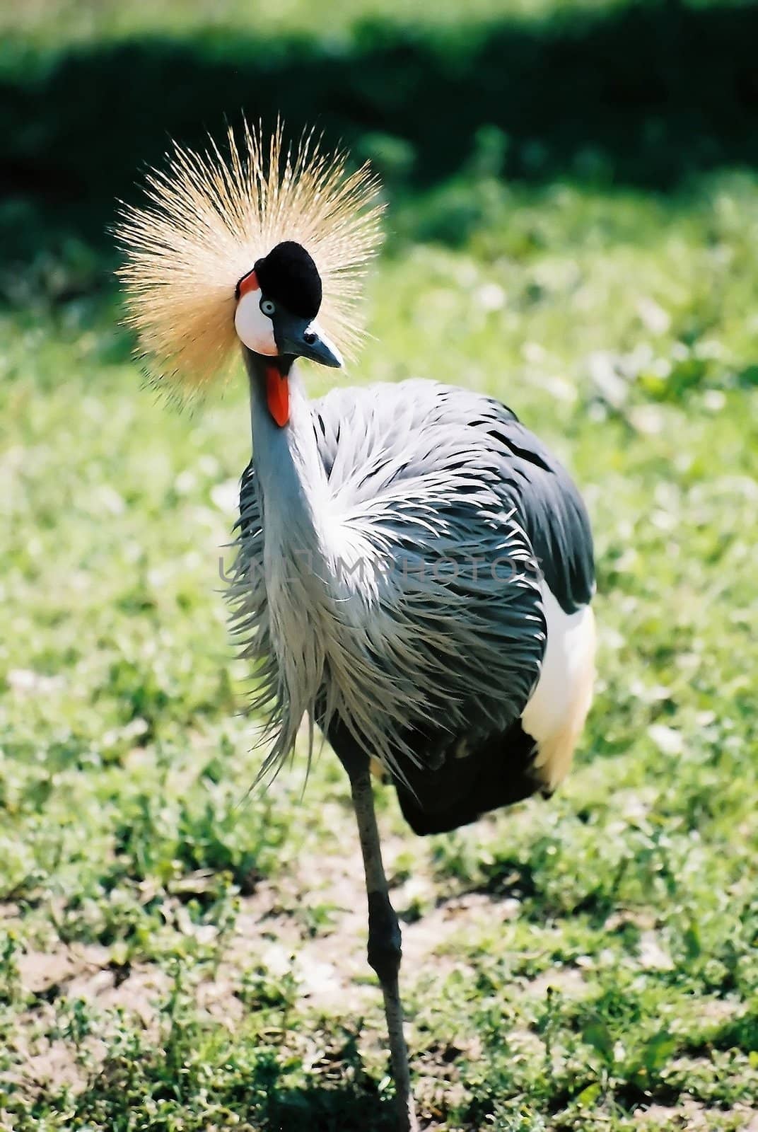 Grey Crowned Crane by d40xboy