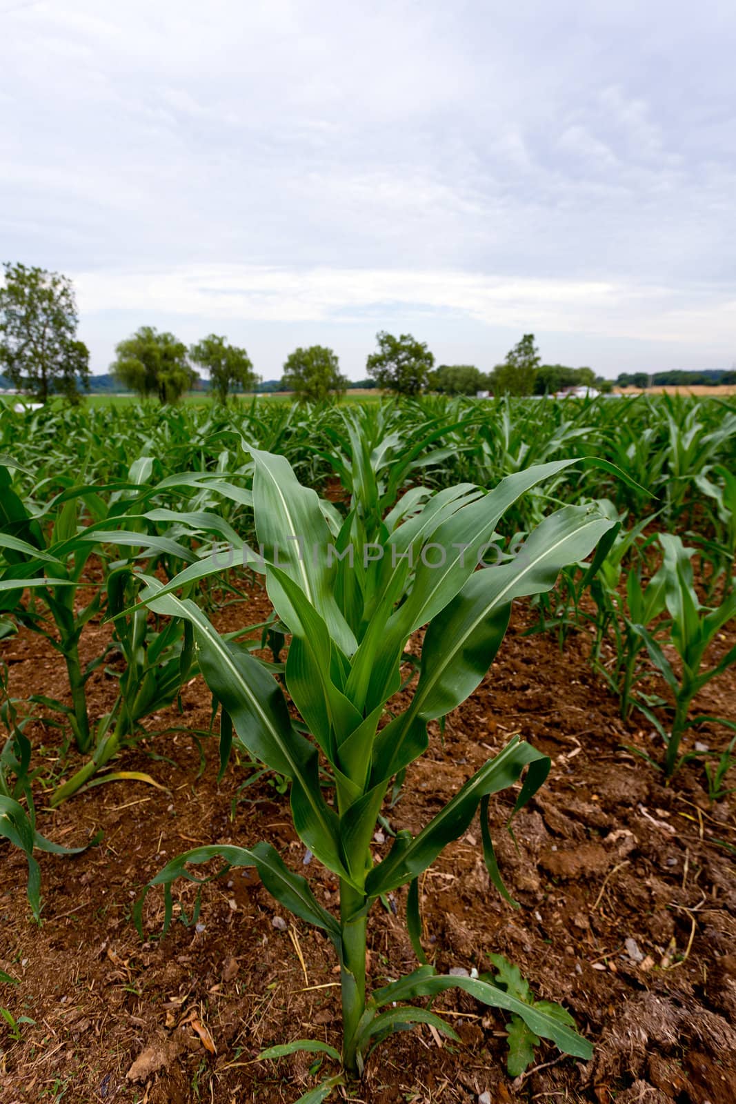Corn plant in field of plants by steheap