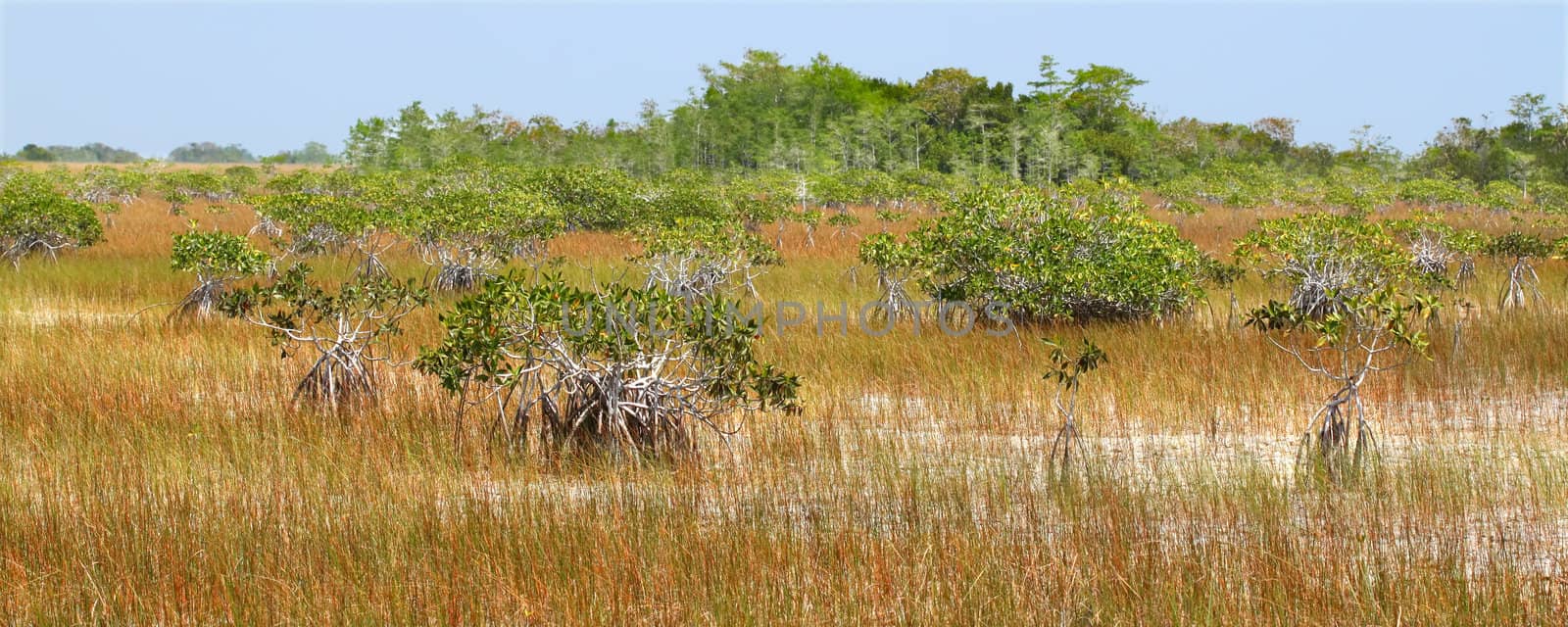 Mangroves in a parched landscape of Everglades National Park in the dry season.