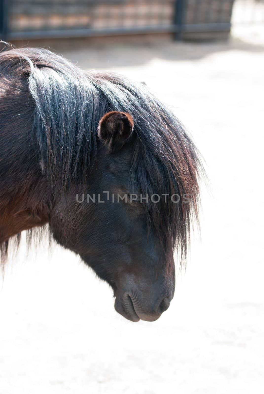 pony closeup photo on a summer background