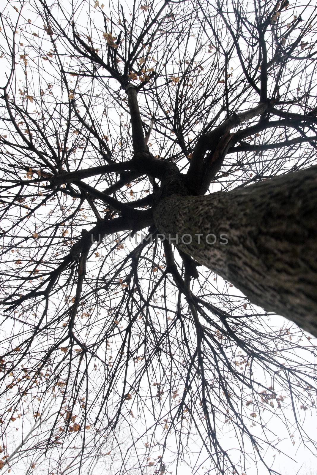 Silhouette of a tree without leaves
